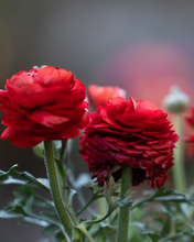 Load image into Gallery viewer, Ranunculus - Bulk
