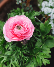 Load image into Gallery viewer, Ranunculus - Bulk