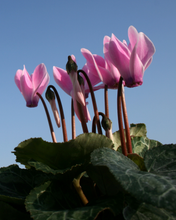 Load image into Gallery viewer, Cyclamen - Bulk