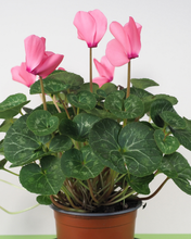Load image into Gallery viewer, Cyclamen - Bulk