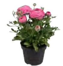 Load image into Gallery viewer, Ranunculus - Bulk
