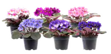 Load image into Gallery viewer, African Violet - Bulk