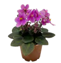 Load image into Gallery viewer, African Violet - Bulk