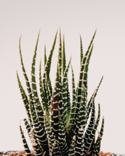 Load image into Gallery viewer, Succulent Assortments - Bulk