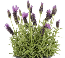 Load image into Gallery viewer, Lavender - Bulk
