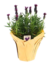 Load image into Gallery viewer, Lavender - Bulk