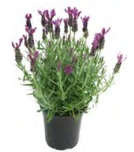 Load image into Gallery viewer, Lavender - Bulk