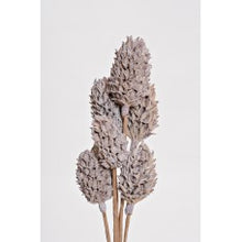 Load image into Gallery viewer, Magnolia Pod Stick