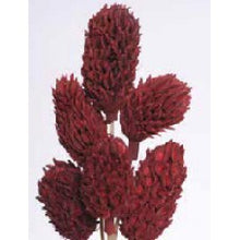 Load image into Gallery viewer, Magnolia Pod Stick
