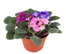 Load image into Gallery viewer, African Violet - Bulk