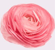 Load image into Gallery viewer, Ranunculus - Bulk