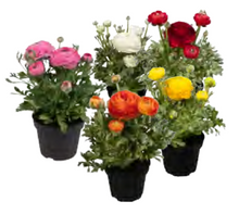 Load image into Gallery viewer, Ranunculus - Bulk
