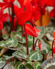 Load image into Gallery viewer, Cyclamen - Bulk