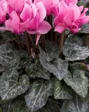 Load image into Gallery viewer, Cyclamen - Bulk