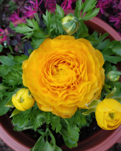 Load image into Gallery viewer, Ranunculus - Bulk