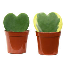 Load image into Gallery viewer, Hoya Hearts - Bulk