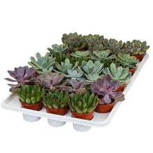 Load image into Gallery viewer, Succulent Assortments - Bulk