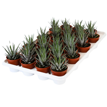 Load image into Gallery viewer, Succulent Assortments - Bulk