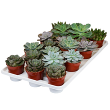 Load image into Gallery viewer, Succulent Assortments - Bulk