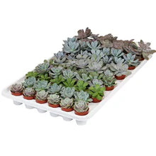 Load image into Gallery viewer, Succulent Assortments - Bulk
