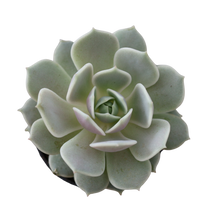 Load image into Gallery viewer, Succulent Assortments - Bulk