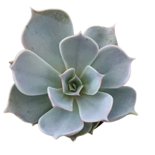 Load image into Gallery viewer, Succulent Assortments - Bulk