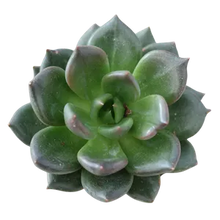 Load image into Gallery viewer, Succulent Assortments - Bulk