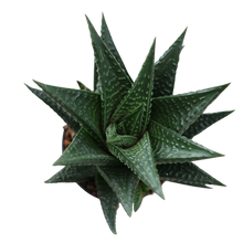 Load image into Gallery viewer, Succulent Assortments - Bulk