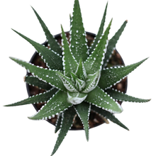 Load image into Gallery viewer, Succulent Assortments - Bulk