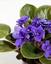 Load image into Gallery viewer, African Violet - Bulk