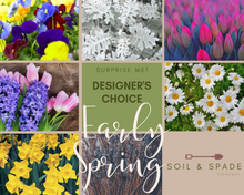 Load image into Gallery viewer, Designer's Choice Early Spring Planter